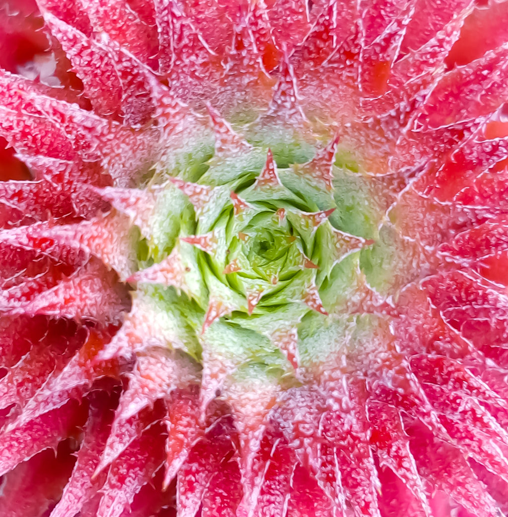 red and green flower petals