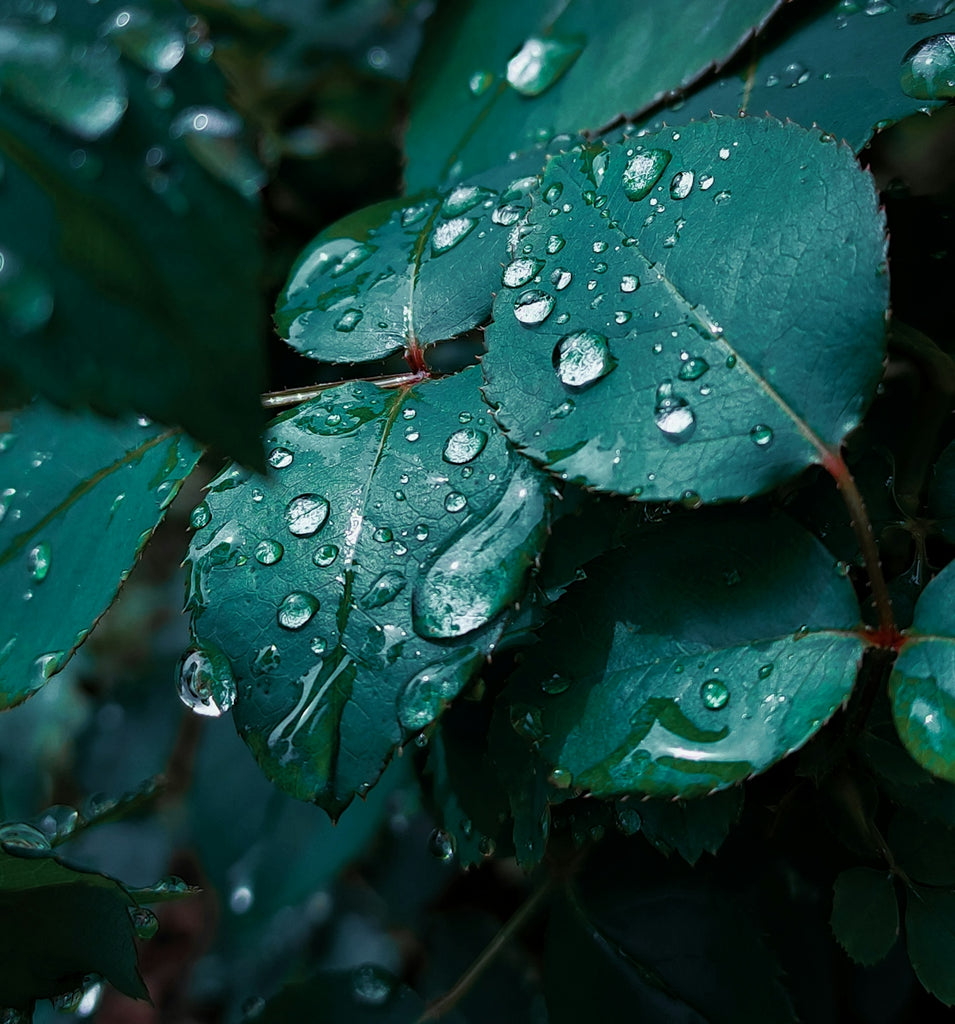 a bunch of green leaves with water droplets on them