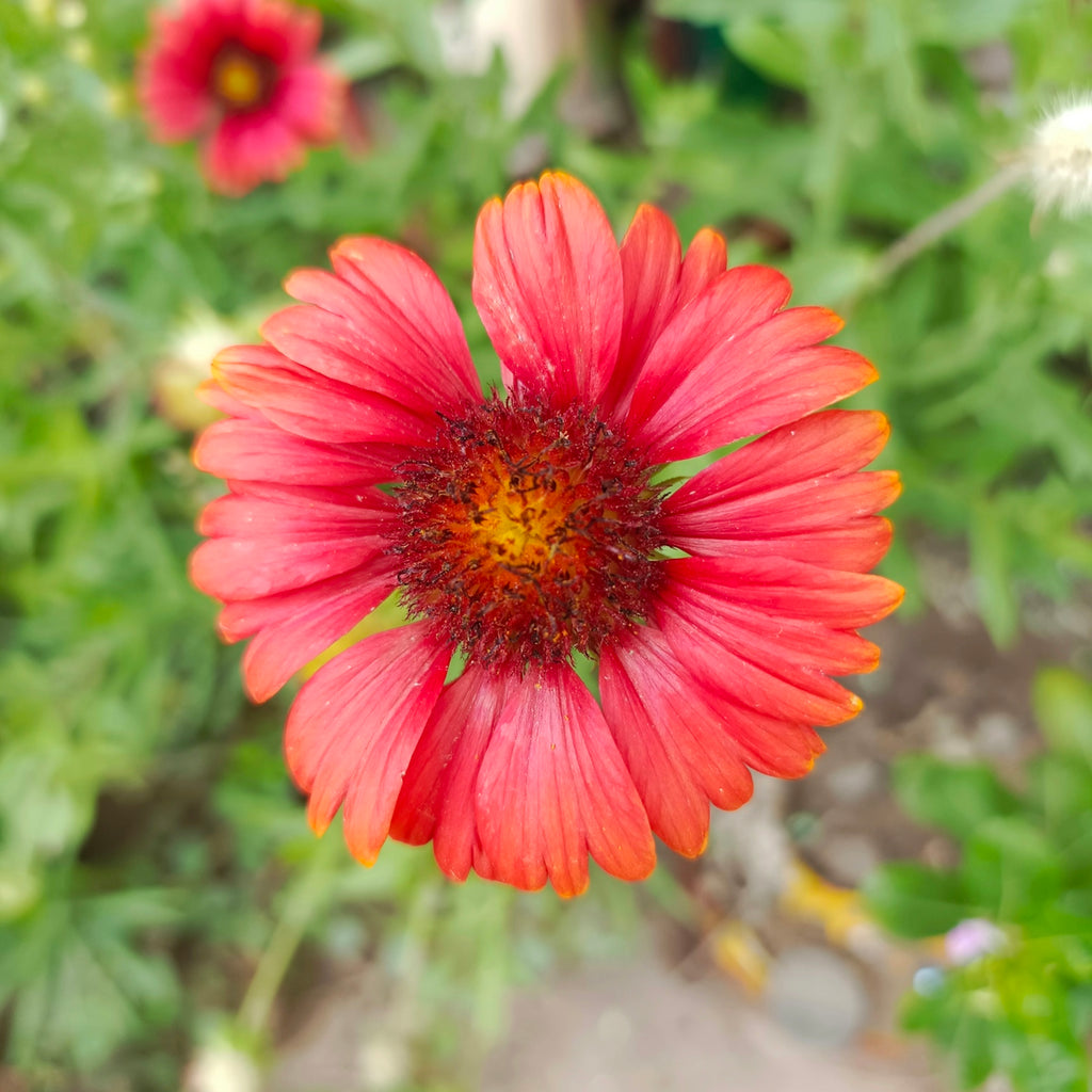 a red flower with a yellow center in a garden