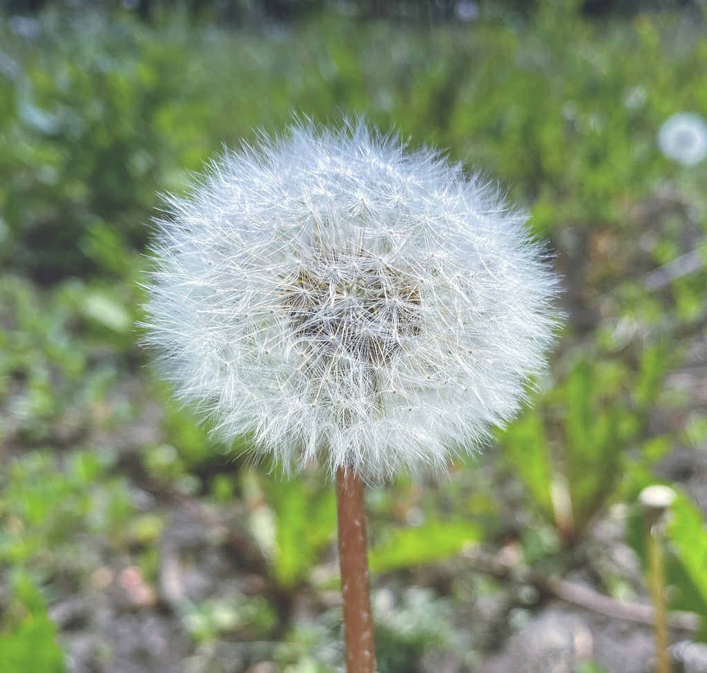 a close up of a dandelion in a field