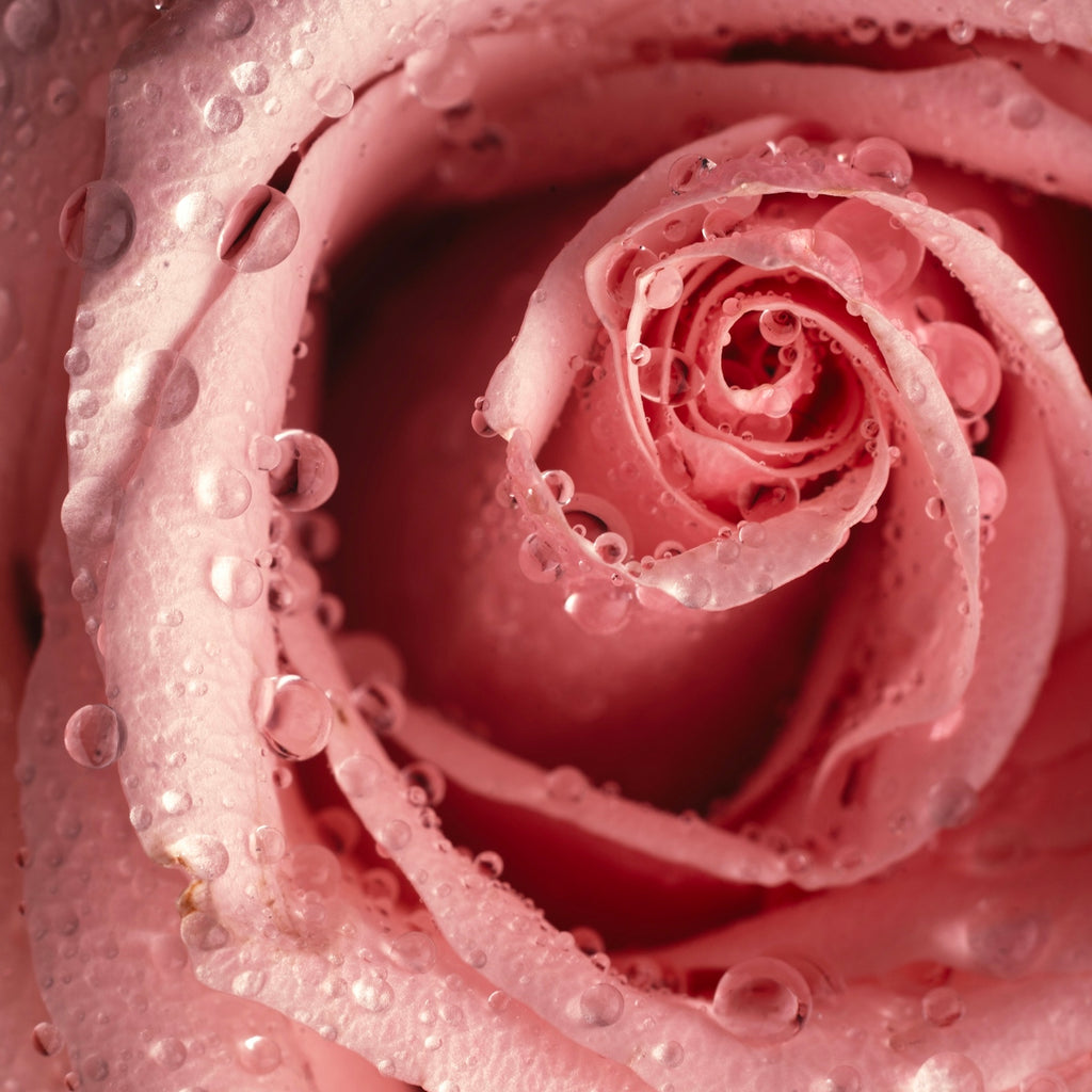 a pink rose with water droplets on it