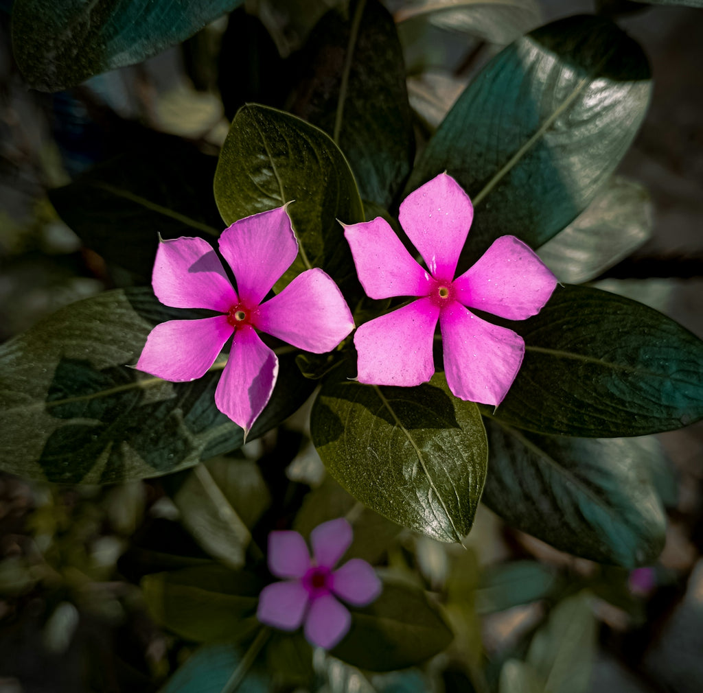 a pink flower with green leaves in the background