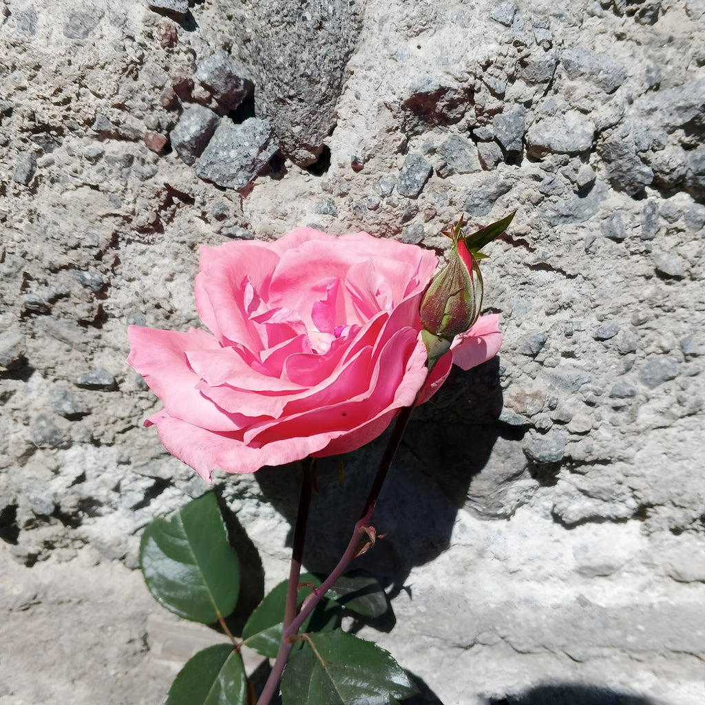 a single pink rose sitting on top of a rock