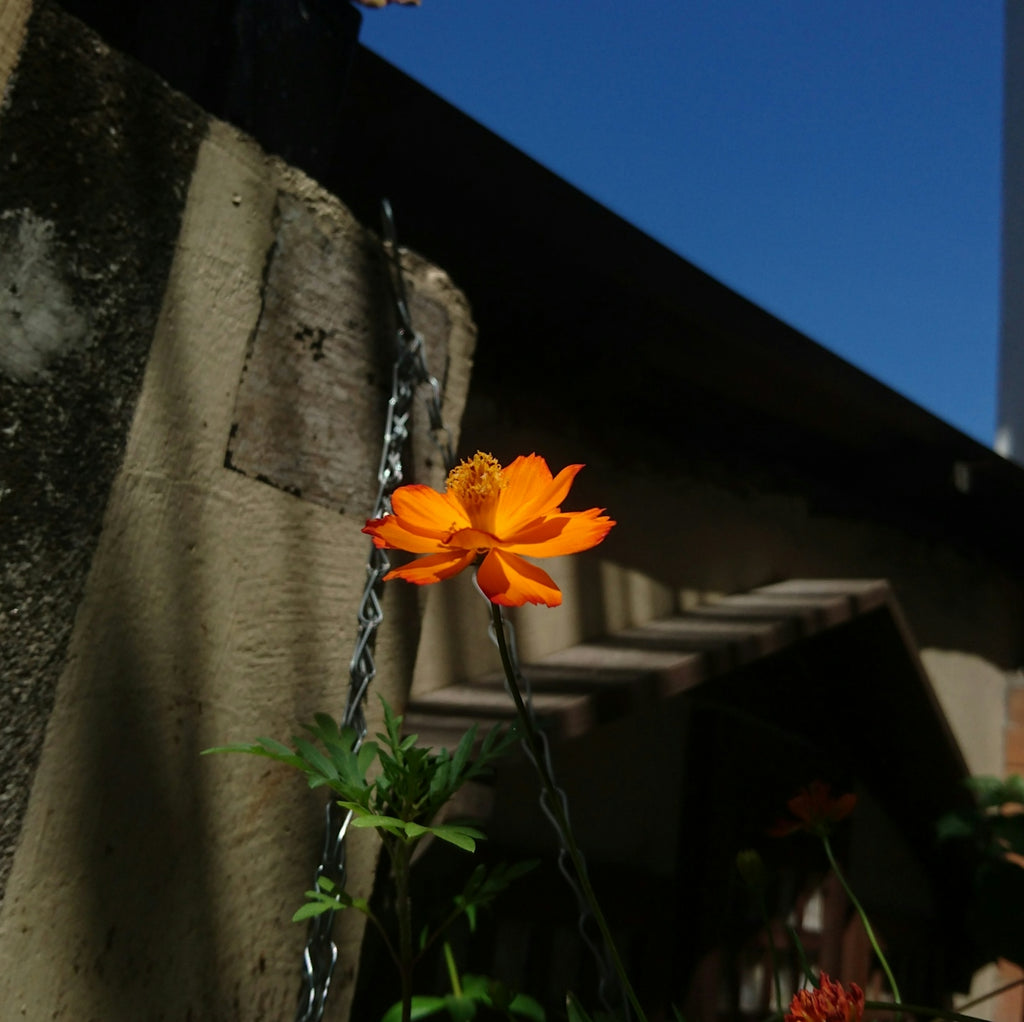 an orange flower with a chain hanging from it