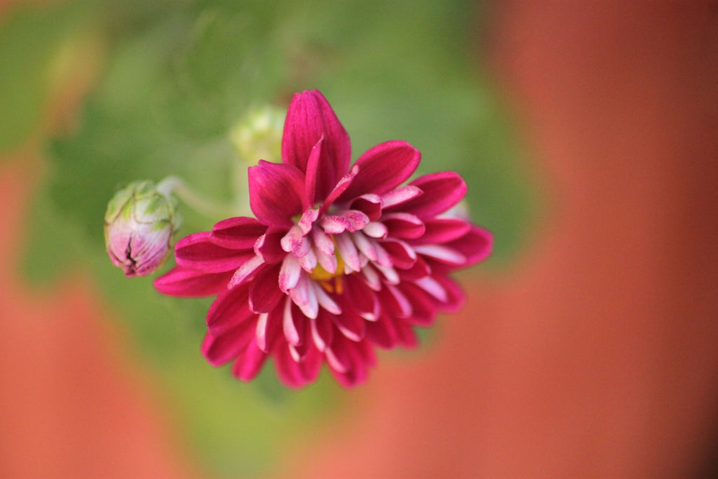 a pink flower with green leaves in the background