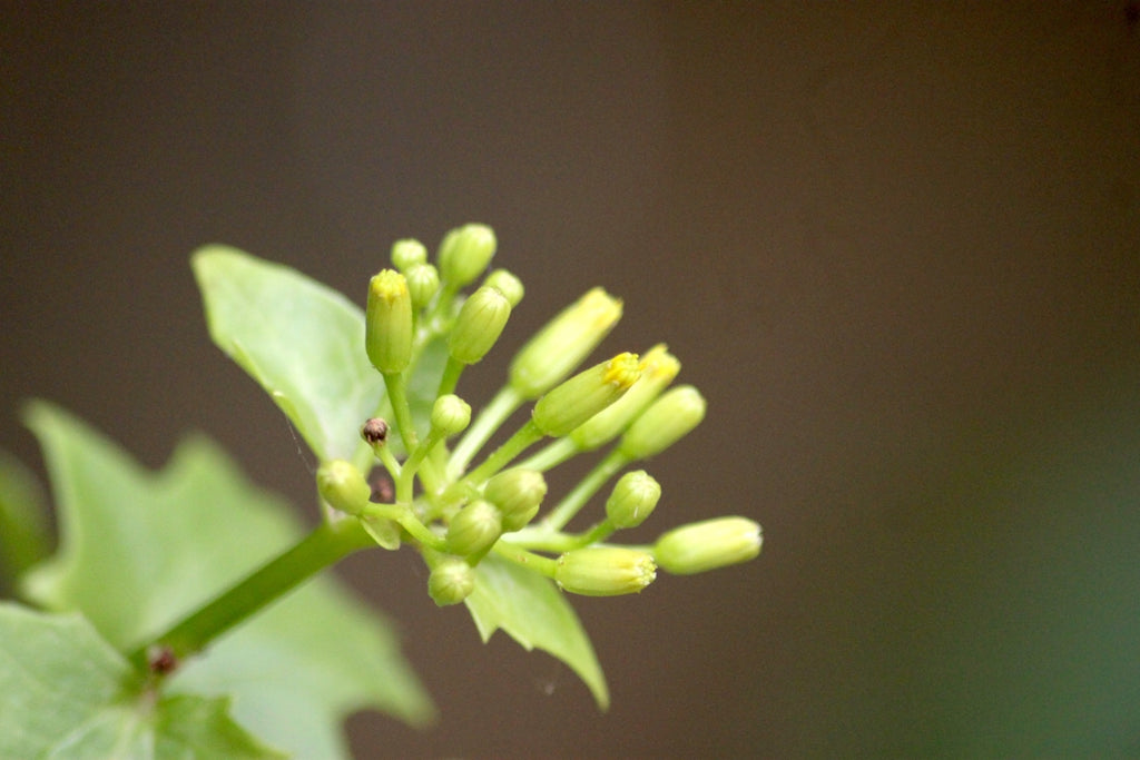 a close up of a plant with green leaves