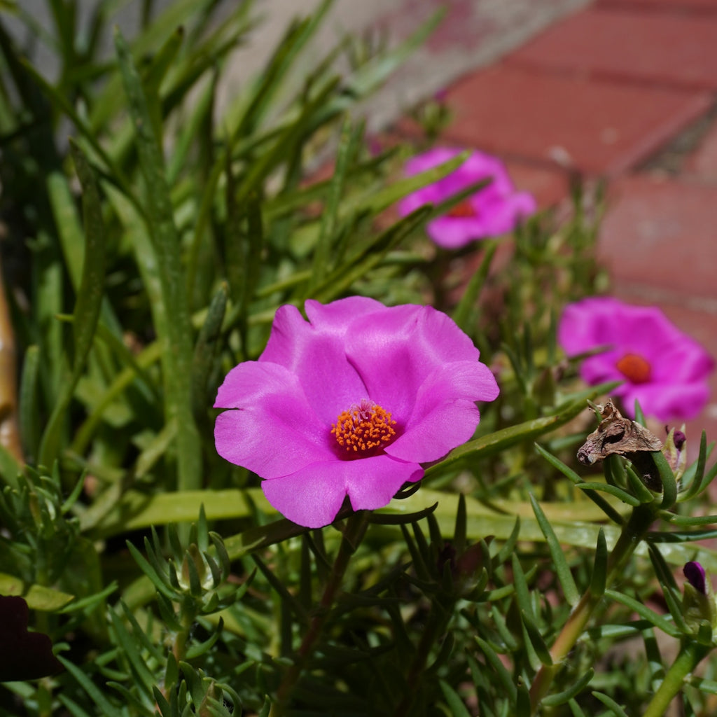 Pink flowers bloom amidst vibrant green foliage.