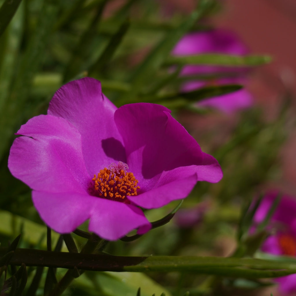 A bright pink flower blooms in the sun.