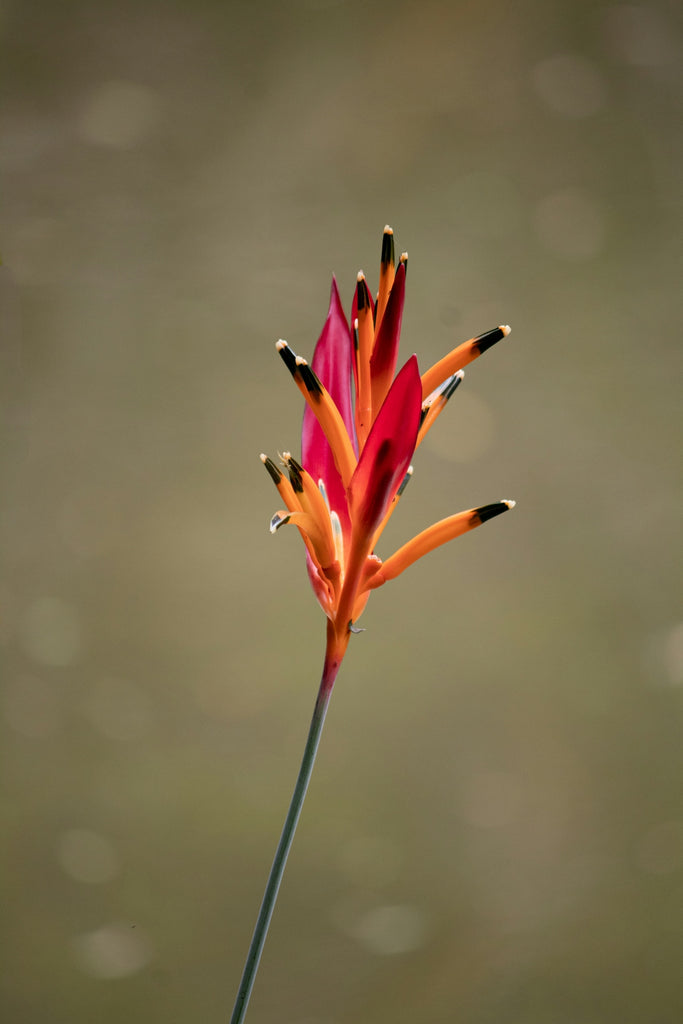 A vibrant red and orange tropical flower blooms.