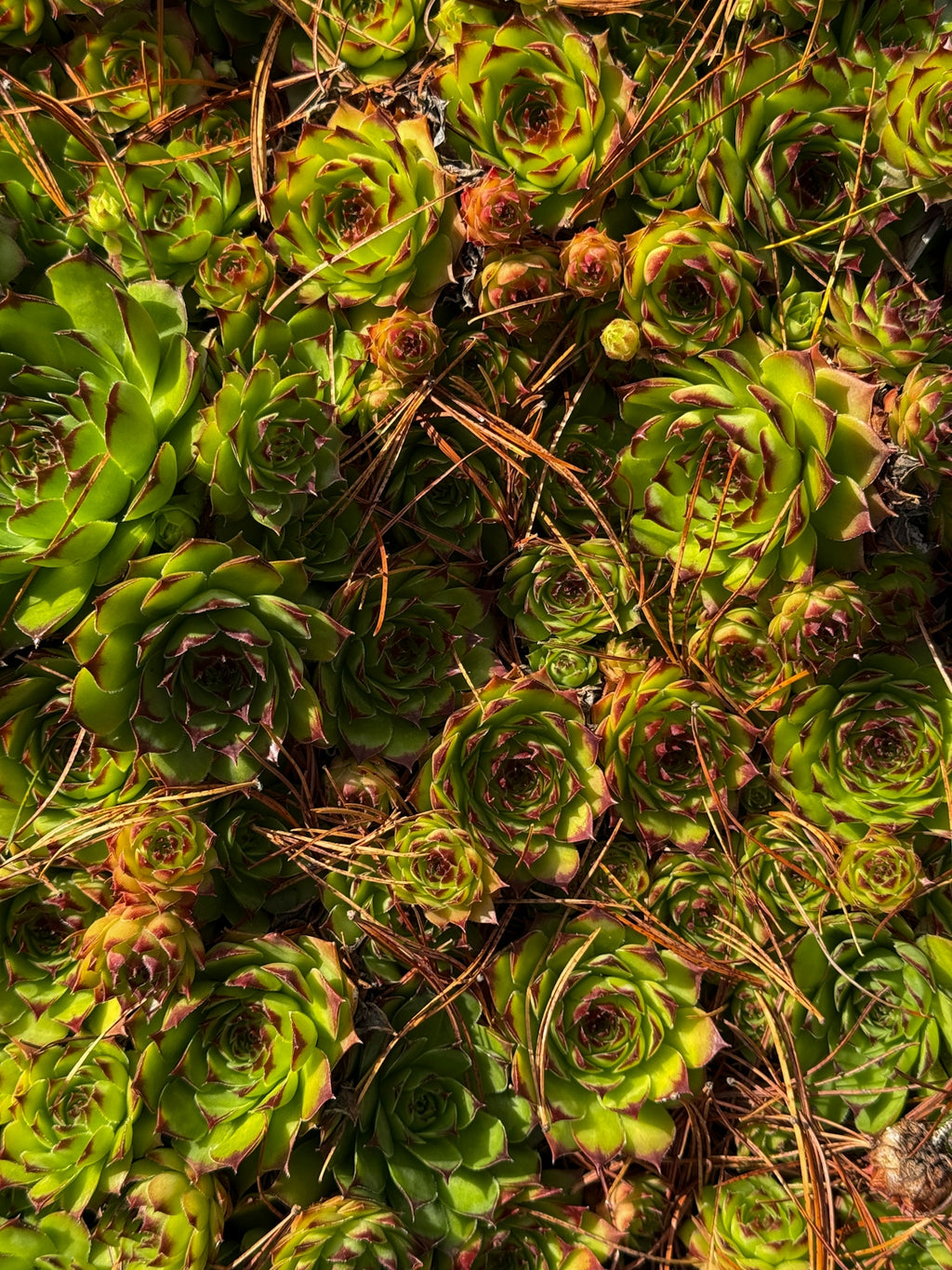 Hens and chicks succulents with pine needles