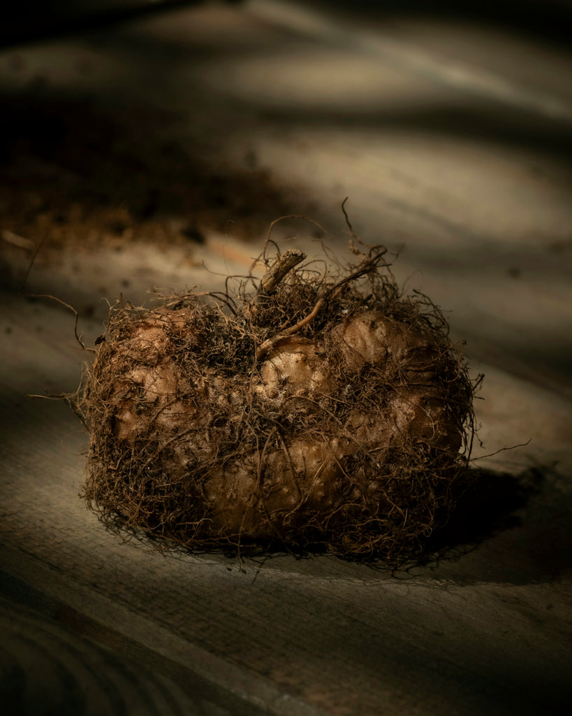 A single bulb with tangled roots rests on wood.