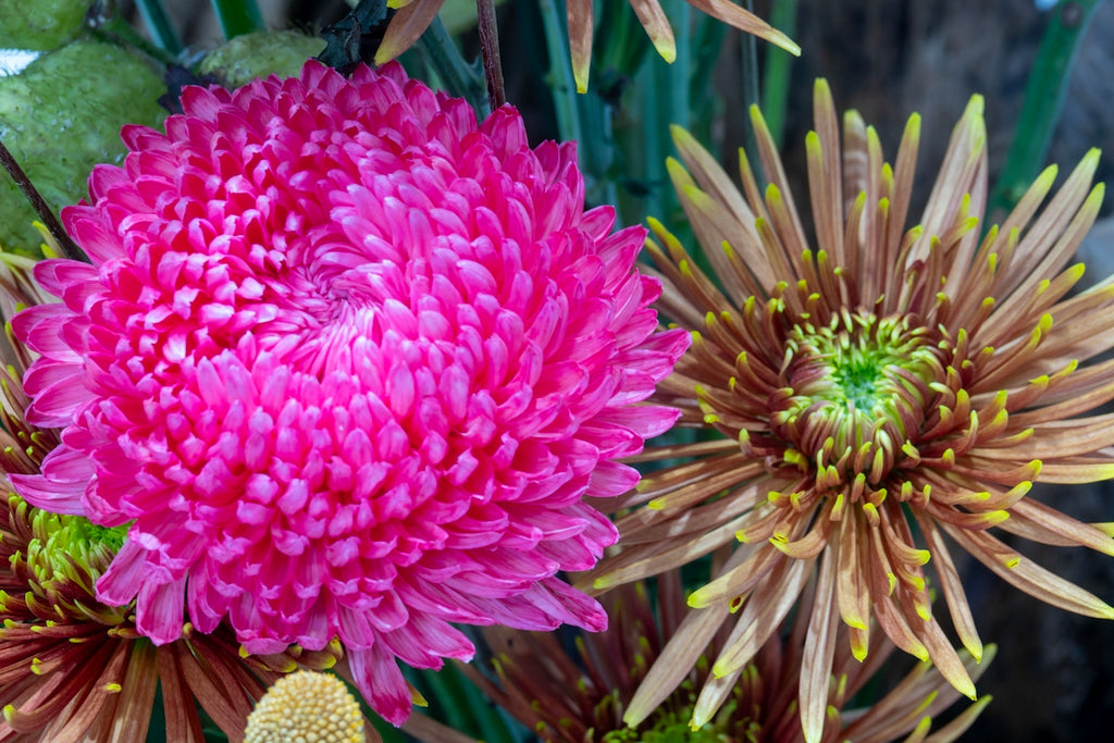 Two vibrant chrysanthemums with delicate petals.