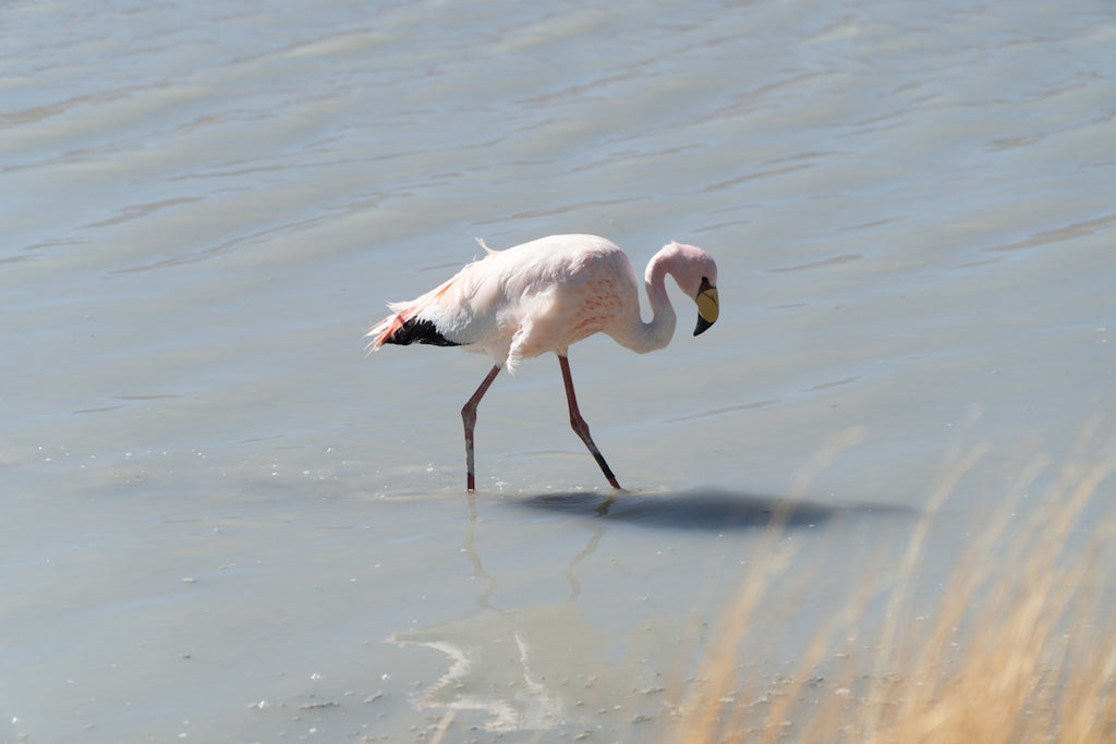 A single flamingo wading in shallow water