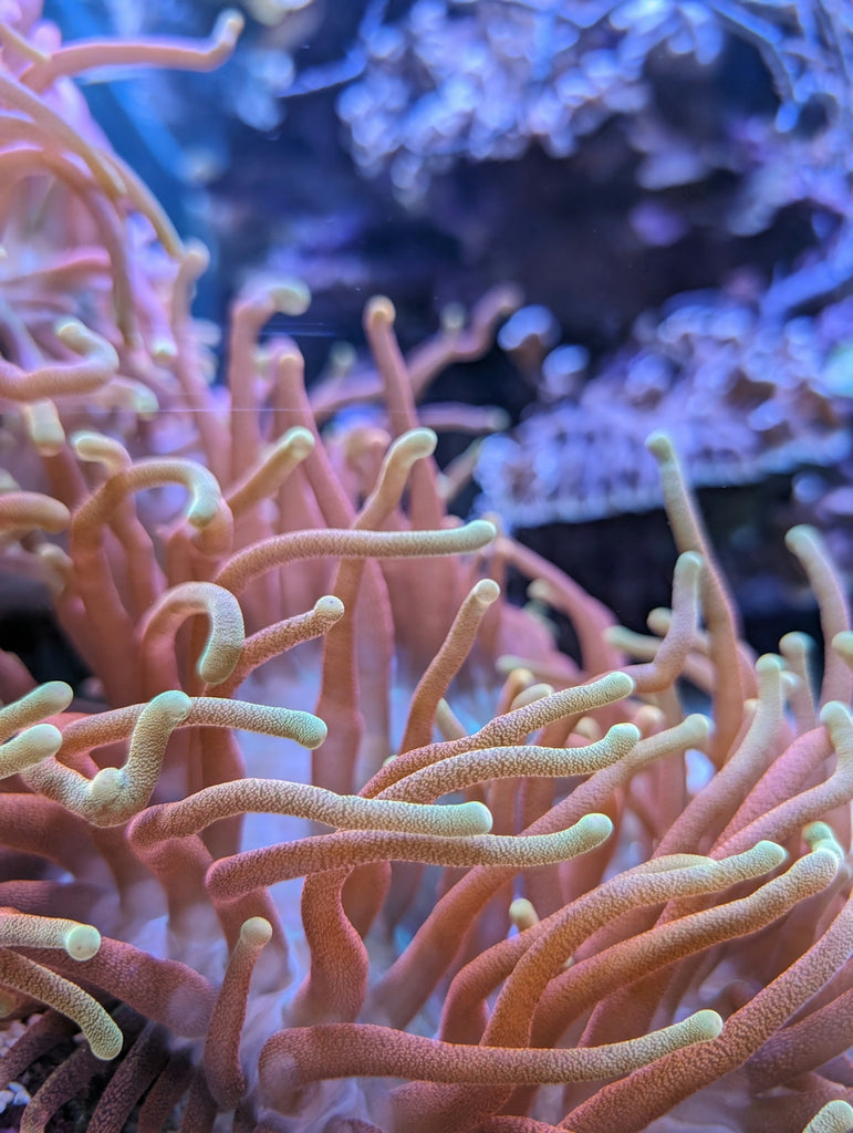Close-up of a vibrant sea anemone with tentacles.