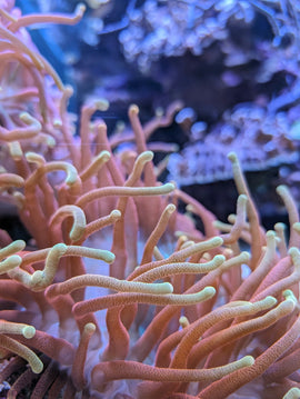 Close-up of a vibrant sea anemone with tentacles.