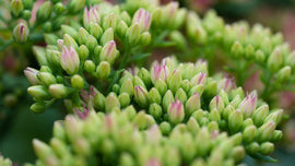 Close-up of small pink and green flower buds.