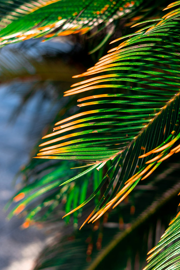 Green palm fronds with some browning tips.