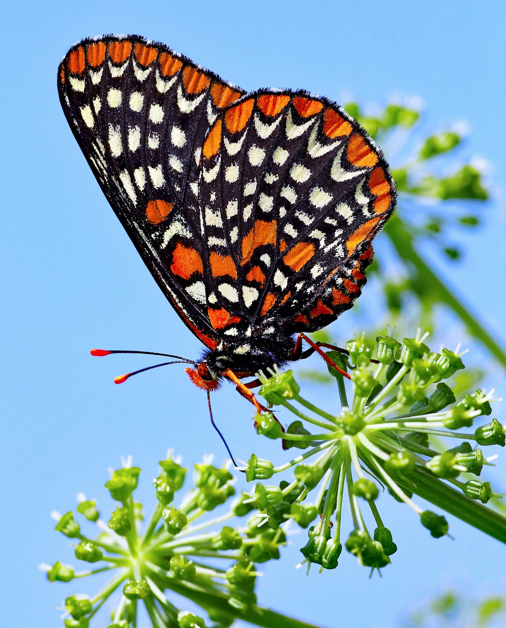 A colorful butterfly rests on a green plant.