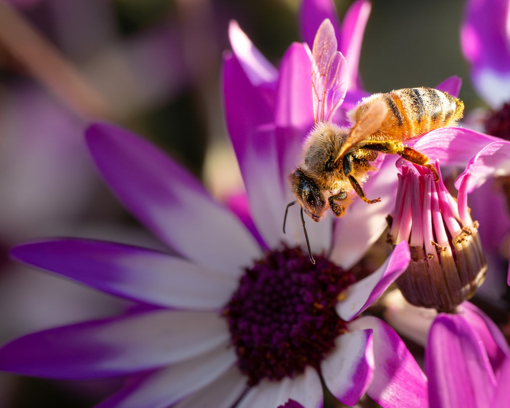 A bee collecting nectar from a purple and white flower.