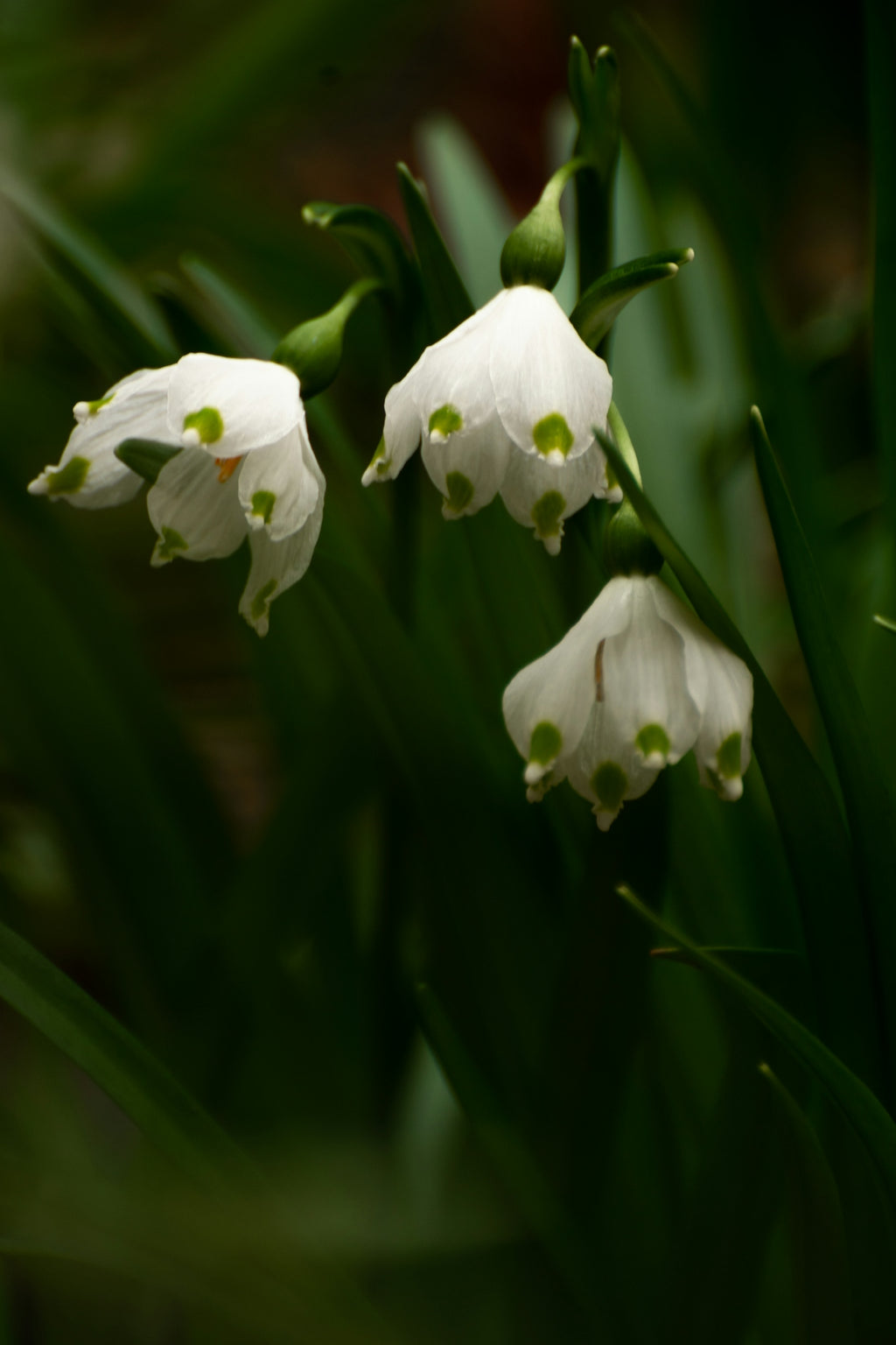 Three delicate white snowdrop flowers with green spots.