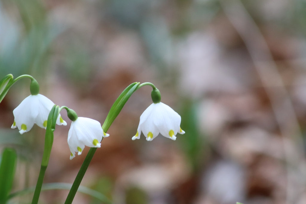 Delicate white snowdrop flowers bloom in soft focus.