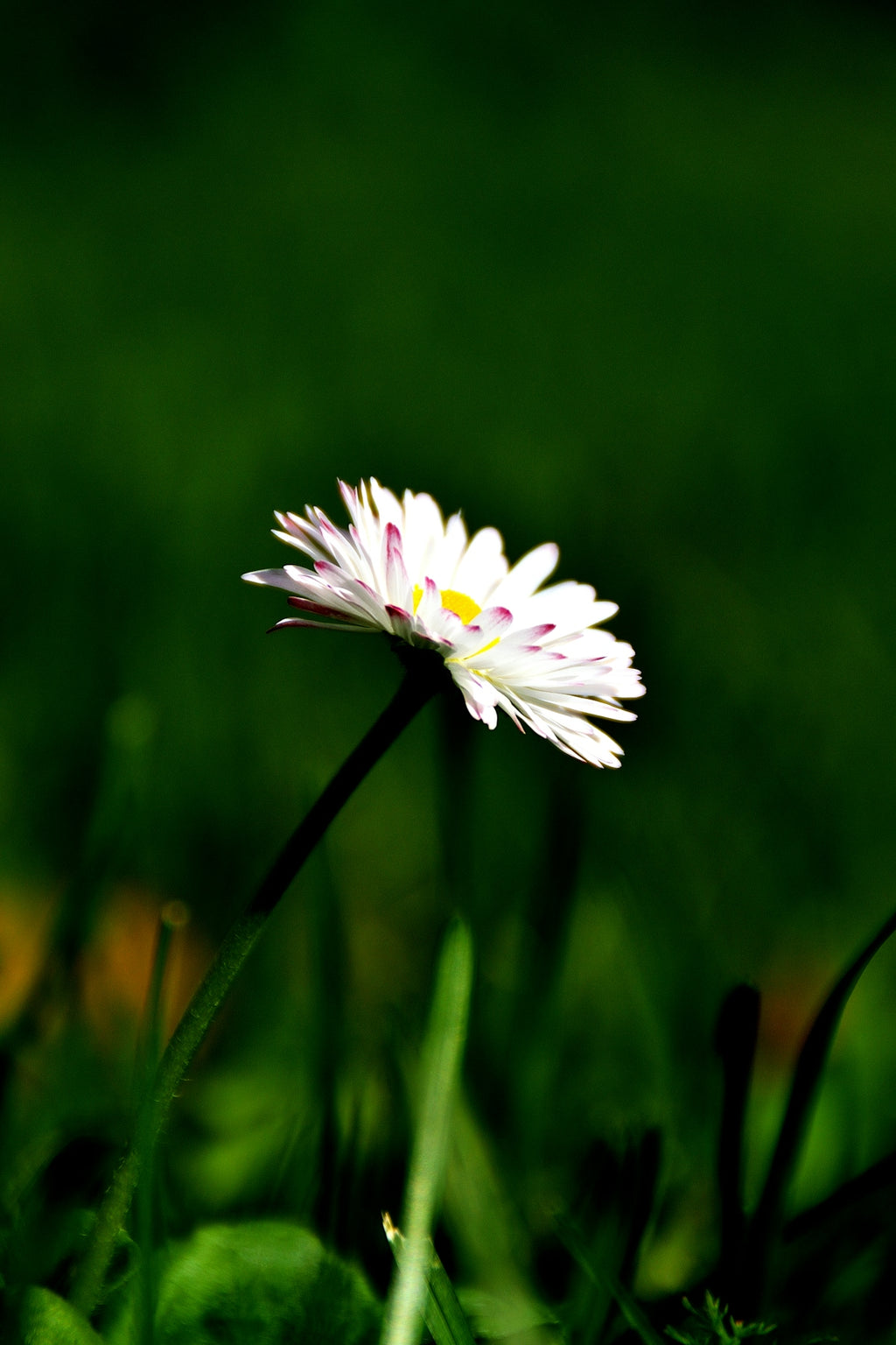 A single daisy with pink-tipped petals in grass.