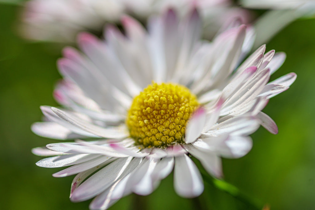 Close-up of a white daisy with a yellow center.