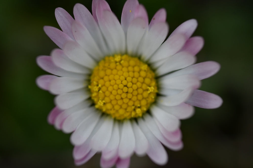 Close-up of a white daisy with a yellow center