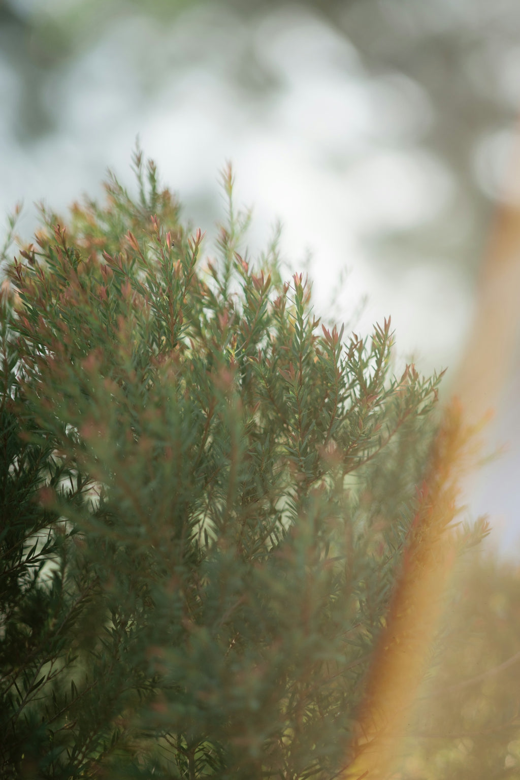 Green bush with red tips and light flare.