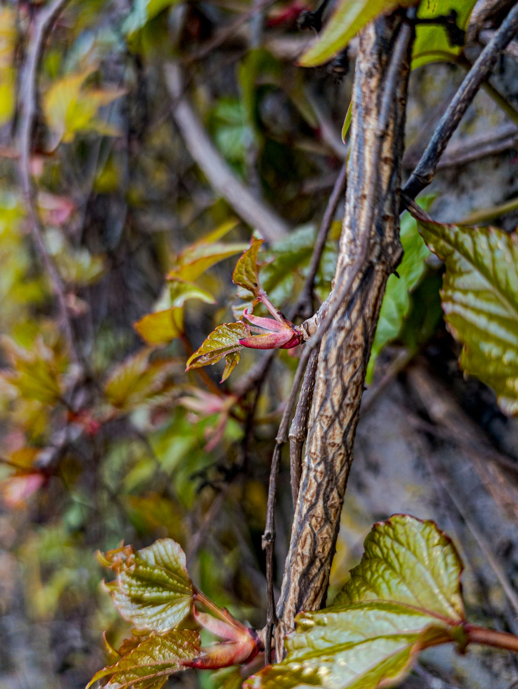 Close-up of a vine with new spring leaves