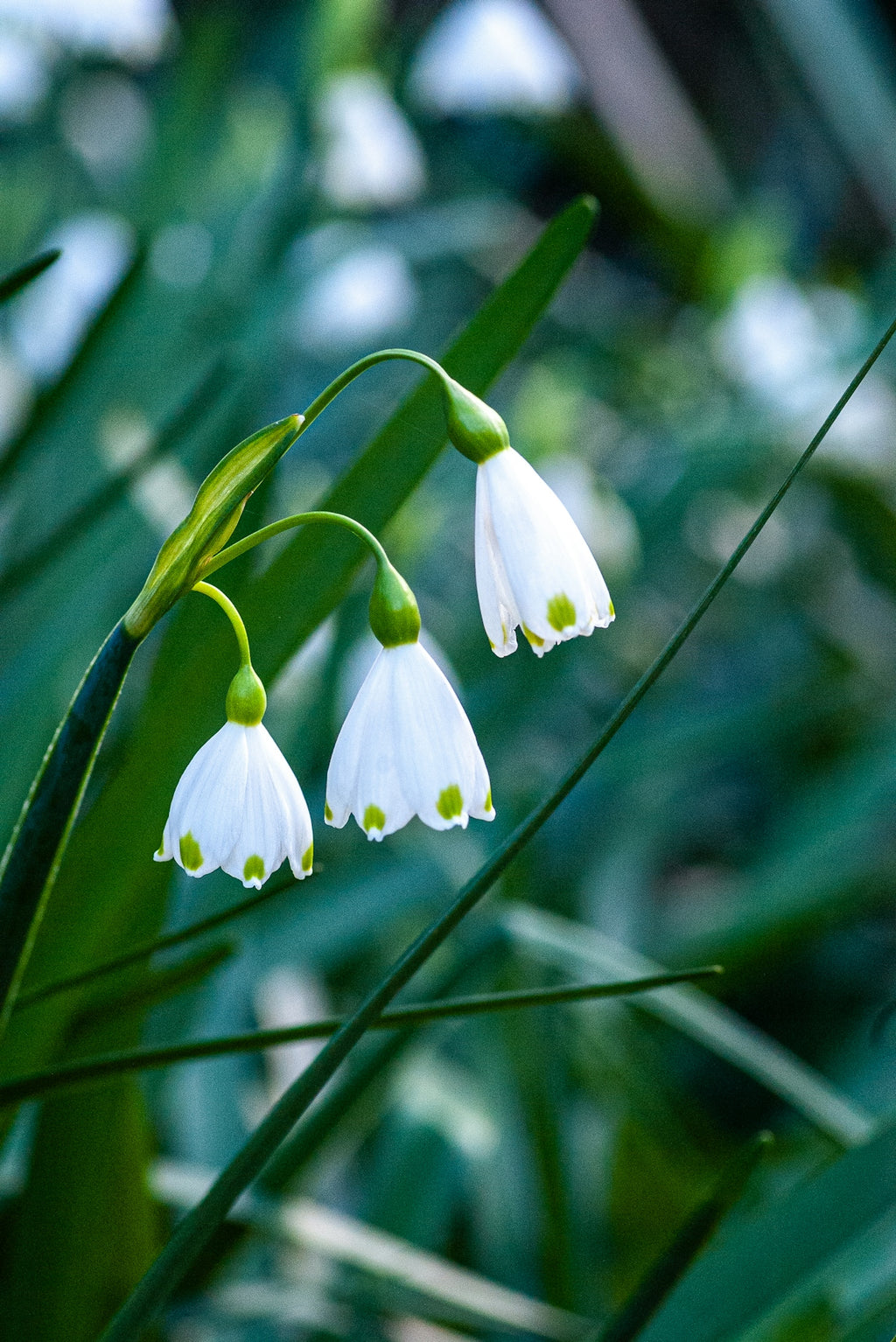 Three white snowdrop flowers with green tips.