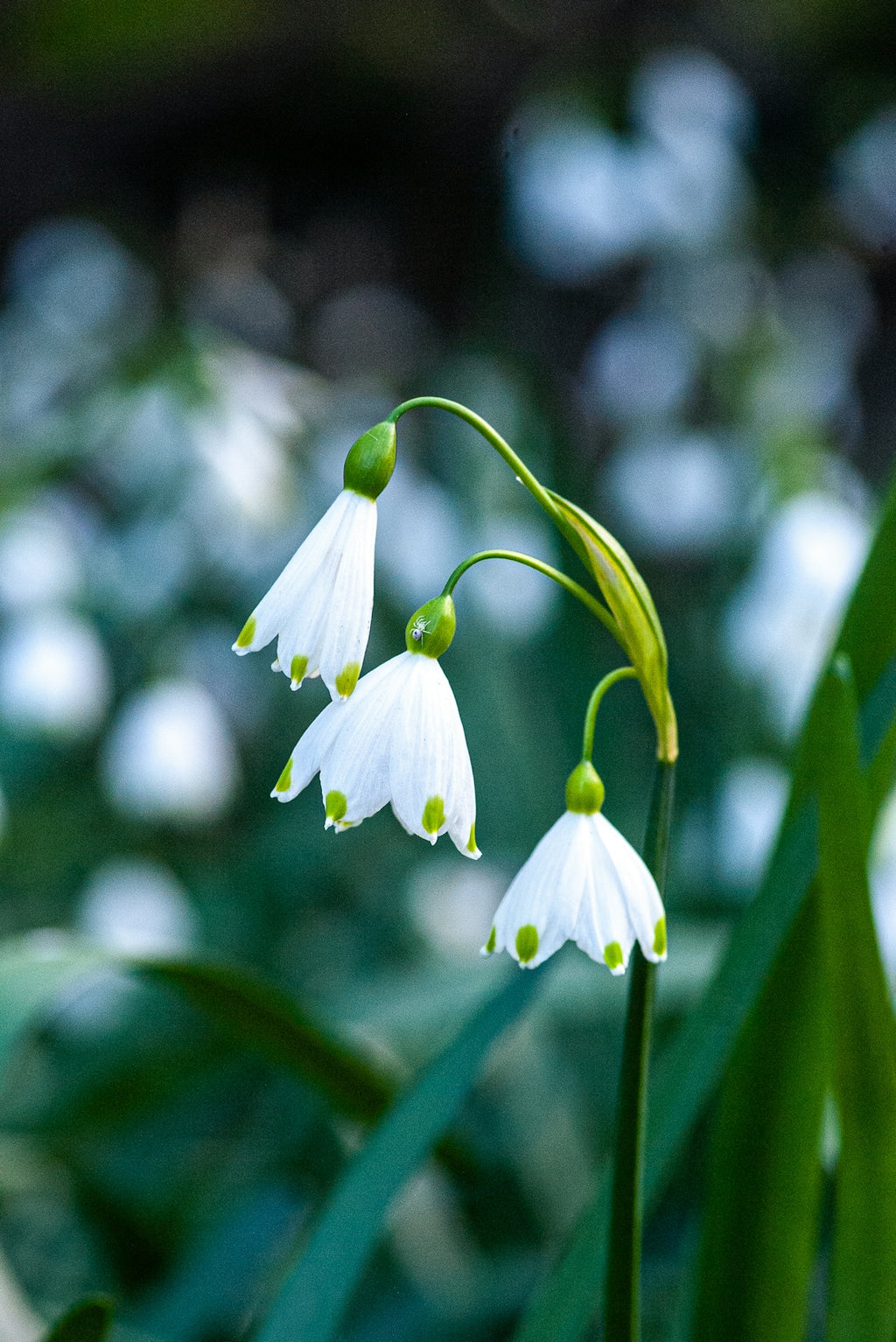 Three white snowdrop flowers with green tips.