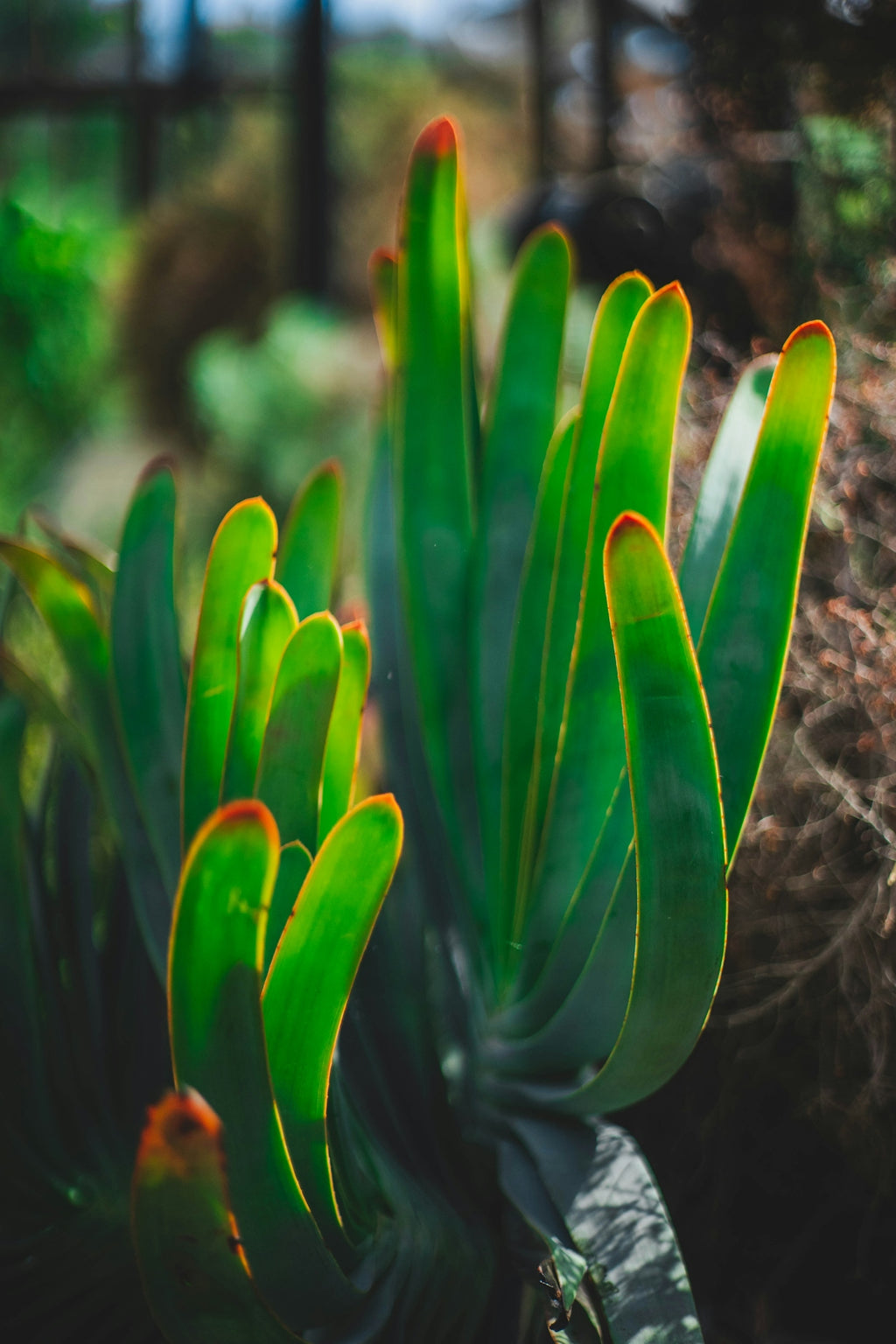 Succulent plant with green leaves and red tips